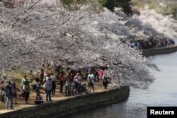 Visitors walk along the Tidal Basin to look at the cherry blossoms in Washington, March 24, 2016.