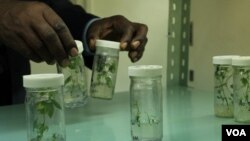 GMO plants growing in a KALRO lab, where GMO crops are controversial, in Nairobi, Kenya, Nov. 14, 2014. (Hilary Heuler / VOA)