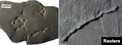 Tubular structures found in black shale from a quarry in Gabon dating from 2.1 billion years ago - providing evidence of the earliest-known mobile organisms on Earth - are shown in Poitiers, France in this undated handout photo obtained Feb. 11, 2019.