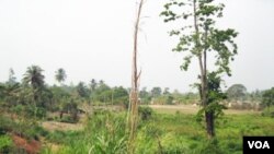Degraded forest landscape in the Offinso District, Ghana. The original high forest cover has been modified through over-exploitation of wood, agriculture and human settlements. (Photo by Ernest Foli, FORNESSA)