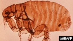 Fleas are the main transmitters of plague.