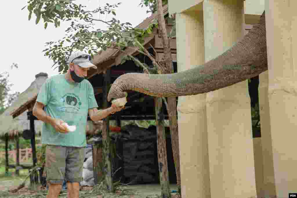 ដំរី​ឈ្មោះ​កាវ៉ាន​ (Kaavan) ដែល​ត្រូវ​បាន​គេស្គាល់ថា​ជាដំរី​ឯកោ​ បាន​ចាប់ផ្តើម​សម្រប​ខ្លួន​ទៅនឹង​ស្ថានភាព​រស់នៅ​ នៅ​ដែន​ជម្រក​សត្វព្រៃ​នៅ​កម្ពុជា​ ខេត្ត​ឧត្តរមានជ័យ​ នៅ​ថ្ងៃទី​០១ ខែធ្នូ​ ឆ្នាំ​២០២០។ (ហ៊ាន សុជាតា​/VOA)