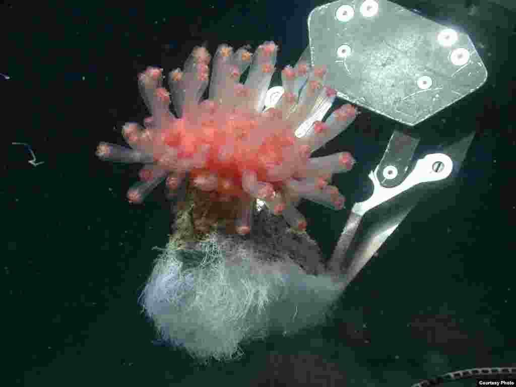 Potongan batu karbonat dari dalam laut lepas pantai California, sedalam 550 meter.&nbsp;(V. Orphan) 