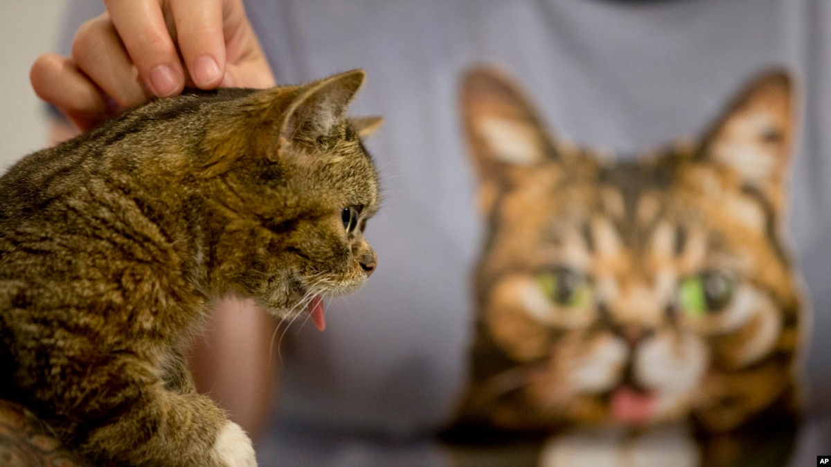 Penggemar Kucing Penuhi CatCon Festival Khusus Kucing Di Los Angeles