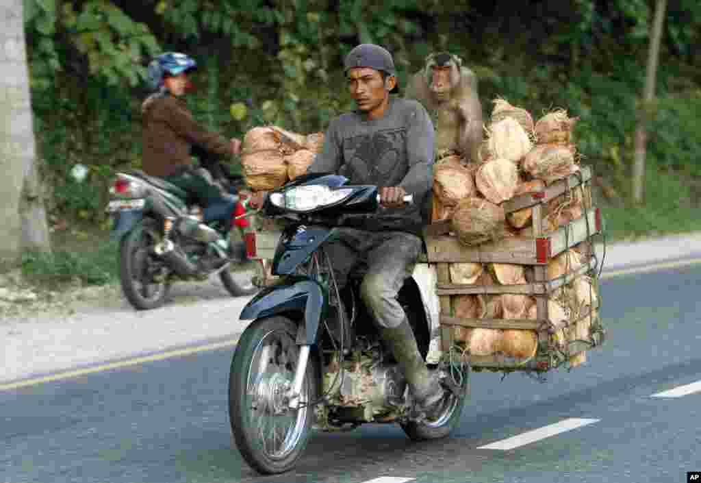 A man rides a motorbike loaded with coconuts with his pig-tailed macaque in Sawah Lunto, West Sumatra, Indonesia.