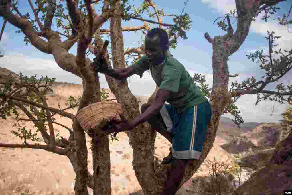 A frankincense harvester balances in a tree perched on a canyon wall near the village of Gudmo, Somaliland, Aug. 3, 2016. (J.Patinkin/VOA)