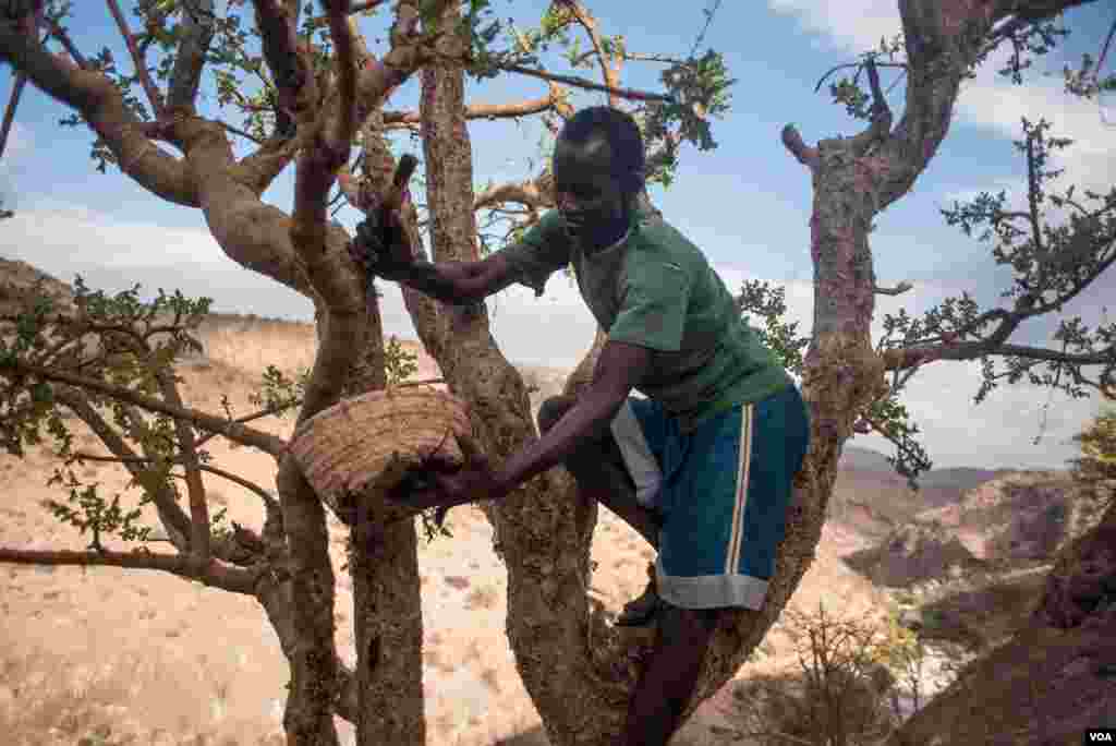 Somaliland Frankincense Industry Threatened By High Demand Somaliland Frankincense Industry Threatened By High Demand