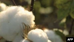 Lệnh cấm xuất khẩu bông của Ấn Độ gây thiệt hại cho ngành dệt