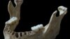 Ancient Romanian Jawbone Sheds Light on Neanderthal Interbreeding