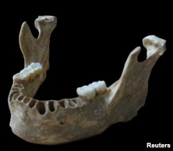 A jawbone unearthed in Romania of a man who lived about 40,000 years ago is shown in this handout photo provided by Max Planck Institute for Evolutionary Anthropology in Leipzig, Germany, June 21, 2015.