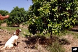 Dog looking at a tree.