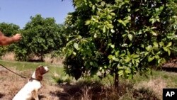 In this April 2016 photo provided by the United States Department of Agriculture, detector canine "Bello" works in a citrus orchard in Texas, searching for citrus greening disease, a bacteria that is spread by a tiny insect that feeds on citrus trees. (Gavin Poole/USDA via AP)