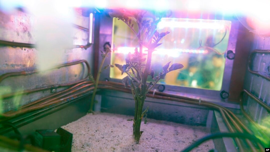 En esta foto del 16 de marzo de 2017, una planta de papa crece dentro de un simulador de Marte en Lima, Perú. El simulador imita las duras condiciones encontradas en Marte.