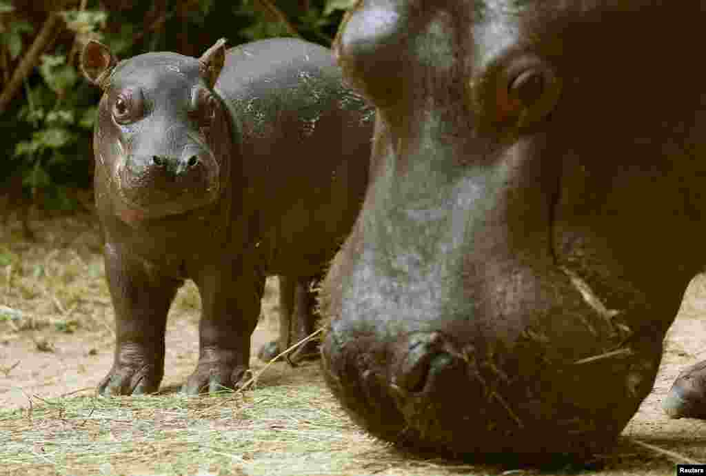 A two-day-old unnamed hippopotamus stands beside its 22-year-old mother Helvetia at an enclosure at the zoo in Basel, Switzerland. 