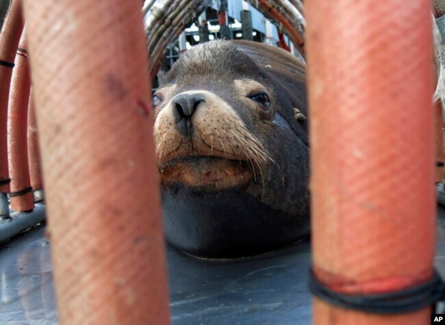 FILE - In this March 14, 2018, file photo, a California sea lion peers out from a restraint nicknamed "The Squeeze" near Oregon City, Oregon, as it is prepared for transport by truck to the Pacific Ocean about 130 miles away.