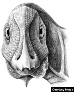 A reconstruction of the young Telmatosaurus individual. (Mihai Dumbravă)