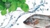Aquaponics Could Signal Future of Food