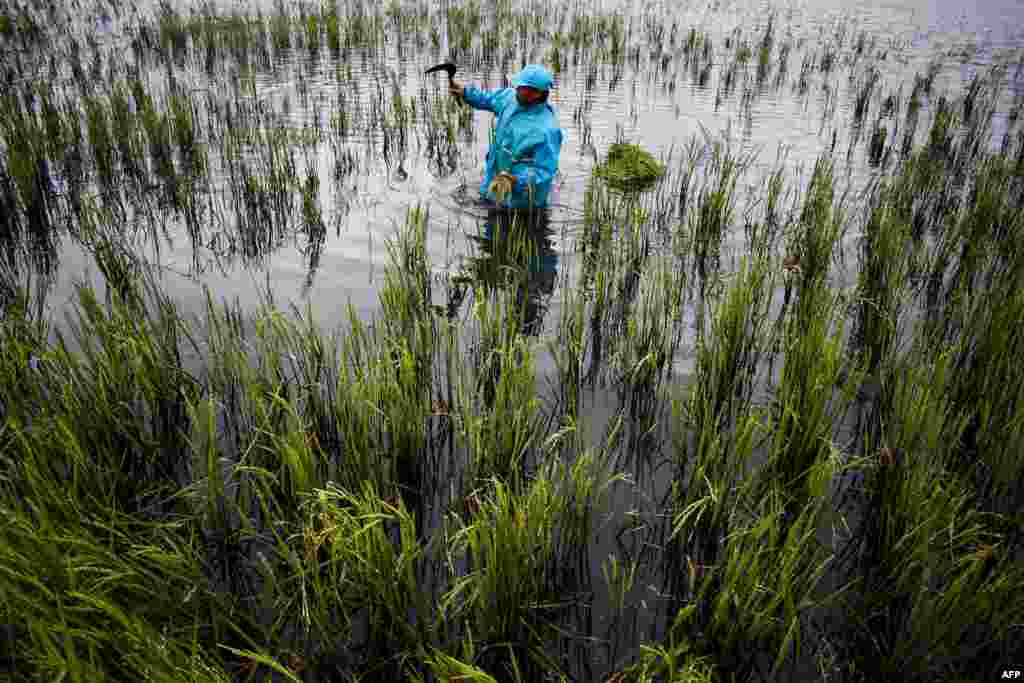 مغربی جکارتہ کا ایک کاشت کار چاول کے کھیت کو بچانے کے لیے حفاظتی اقدامات کررہا ہے۔ یہ تصویر ایک انڈونیشی گاؤں سپان، بندونگ کی ہے۔ انڈونیشیا میں برسات کے موسم میں طوفان، مٹی کے تودے گرنے اور سیلاب معمول ہیں۔ &nbsp;