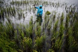 Seorang petani memanen padi di sawahnya yang digenangi banjir agar tidak membusuk, di Desa Sapan, Bandung, Jawa Barat, 1 Januari 2020.