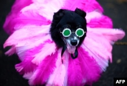 Seekor anjing mengenakan kostum saat Rihanna menghadiri Tompkins Square Halloween Dog Parade di Manhattan di New York City pada 20 Oktober 2019 (Foto: AFP/Johannes Eisele)