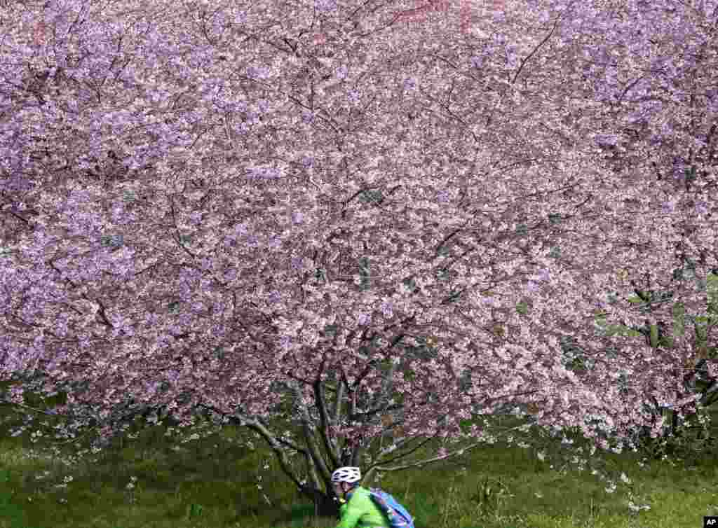 A cyclist passes cherry trees in Erfurt, central Germany.