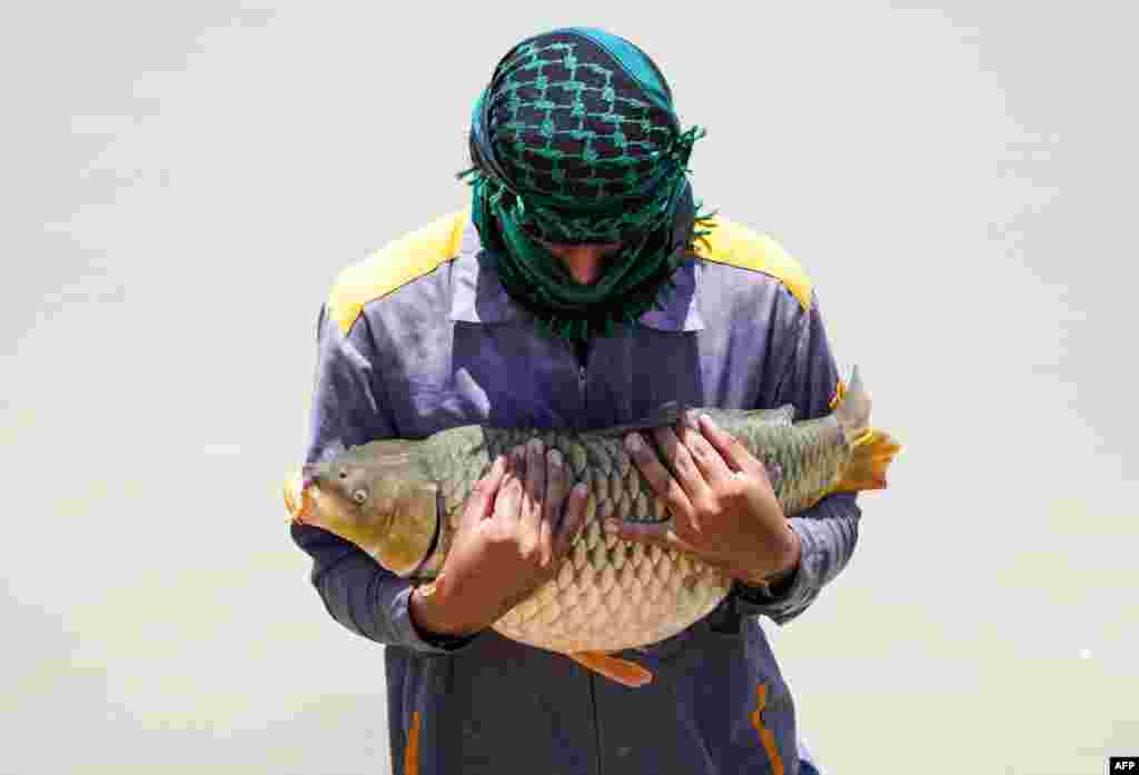 İraqın Nəcəf şəhərində balıq fermasının işçisi əlində karpa balığını daşıyır.&nbsp;&nbsp;