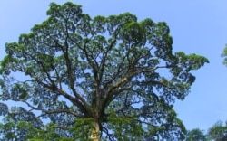 L’arbre moabi dans un village baka dans l’est du Cameroun, le 20 septembre 2021. (VOA/Emmanuel Jules Ntap)