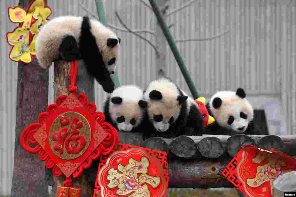 Giant panda cubs play together surrounded by decorations during an event to celebrate the Chinese Lunar New Year of the Pig, at the Shenshuping panda base in Wolong, Sichuan province, China.