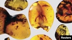 Various lizard specimens are shown preserved in ancient amber from present-day Myanmar in Southeast Asia, in this handout photo provided by the Florida Museum of Natural History on March 5, 2016. 