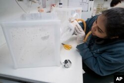 FILE - Ph.D. student Krithika Venkataraman mates mosquitoes by blowing males into a container housing females at the the Vosshall Laboratory of Rockefeller University in New York, Feb. 12, 2019.