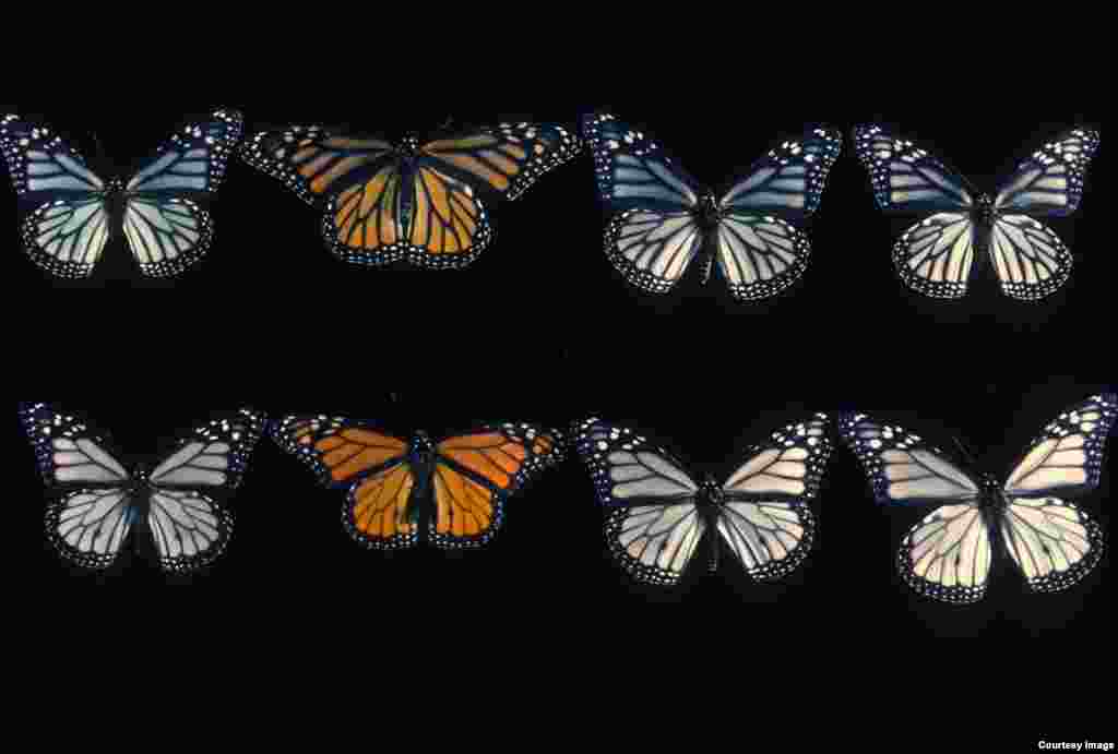 White and orange monarchs from Hawaii raised by biologist John Stimson in the 1980’s. (Photo credit: Wei Zhang)