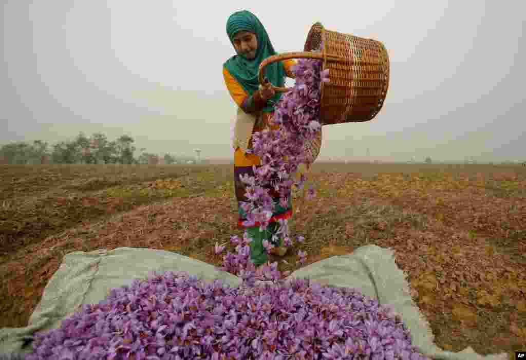 A woman collects saffron flowers at a farm in Pampore, south of Srinagar, Indian-controlled Kashmir.