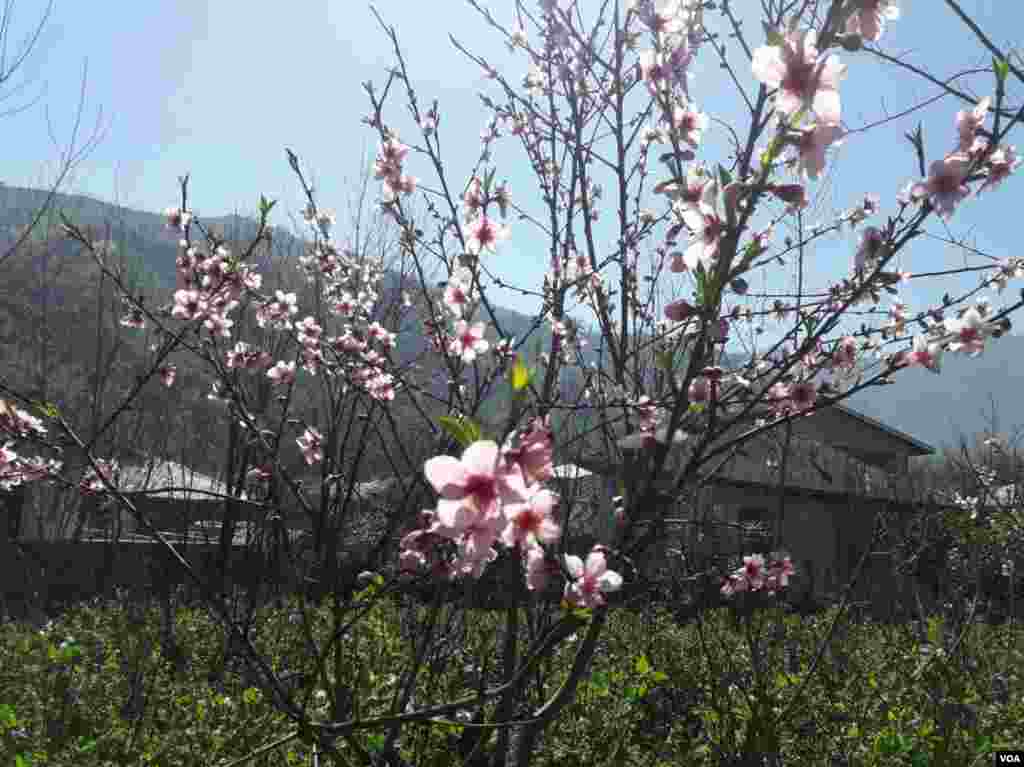 گیلان- شکوفه درخت هلو،، املش، روستای هلوسرا عکس: ناصر (ارسالی شما) 