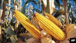 Kenya Now Able to Produce, Import GM Foods