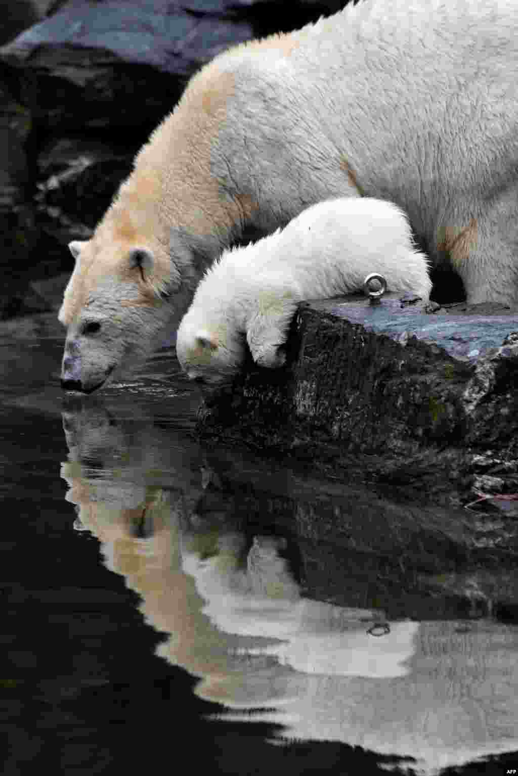 A polar bear cub and her mother Tonja are photographed at their enclosure as the baby is presented to the press after leaving the breeding burrow for the first time at the Tierpark zoo in Berlin.