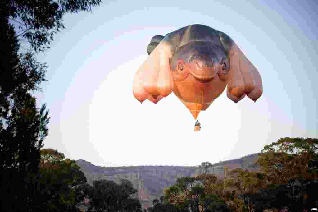 Khinh khí cầu Skywhale, dài 34 mét, cao 23 mét trong buổi bay thử gần núi Arapiles, bang Victoria, Australia. Được chế tạo để mừng 100 năm của Canberra, khinh khí cầu Skywhale nặng 500 cân và sử dụng 3,5 cây số vải vóc.AFP PHOTO / CENTENARY OF CANBERRA/MARK CHEW/WWW.MARKCHEW.COM.AU