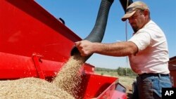In this Sept. 2012 photo, John Honeywell directs a mixture of seed wheat and rye into a grain drill to plant winter wheat for cattle grazing near Orlando, Oklahoma.