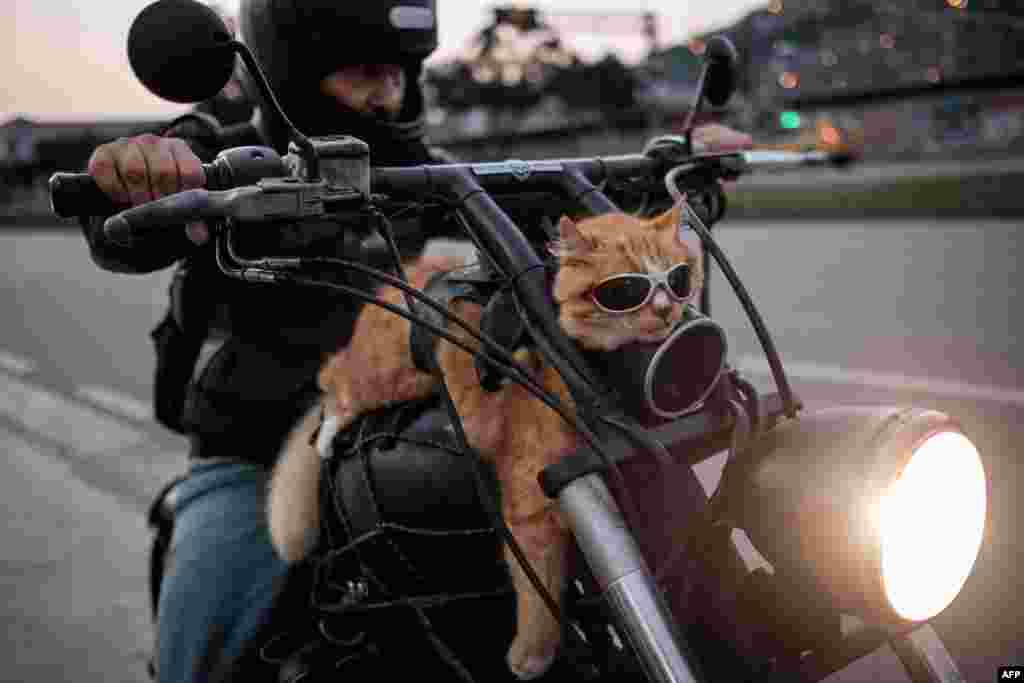 Chiquinho, seekor kucing berusia 12 tahun, mengendarai motor bersama pemiliknya di Rio de Janeiro, Brazil.