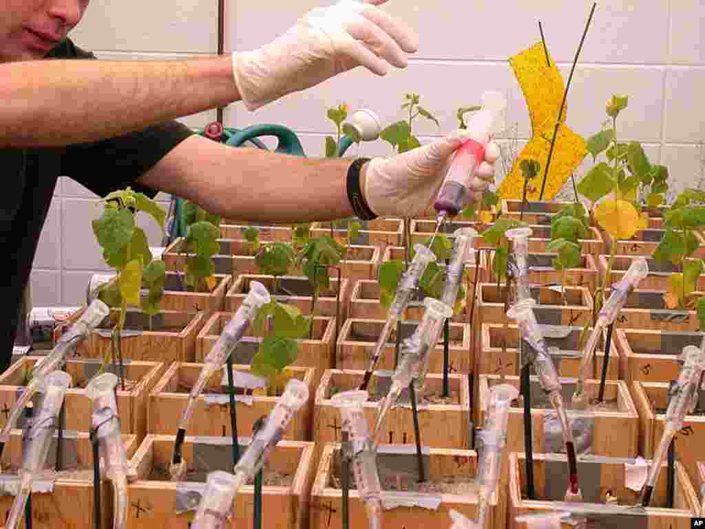 In professor James Cahill's lab at the University of Alberta, Canada, roots of the Red Velvet Leaf weed, common in corn and soybean fields, are injected with dye to highlight root behavior. (James Cahill)