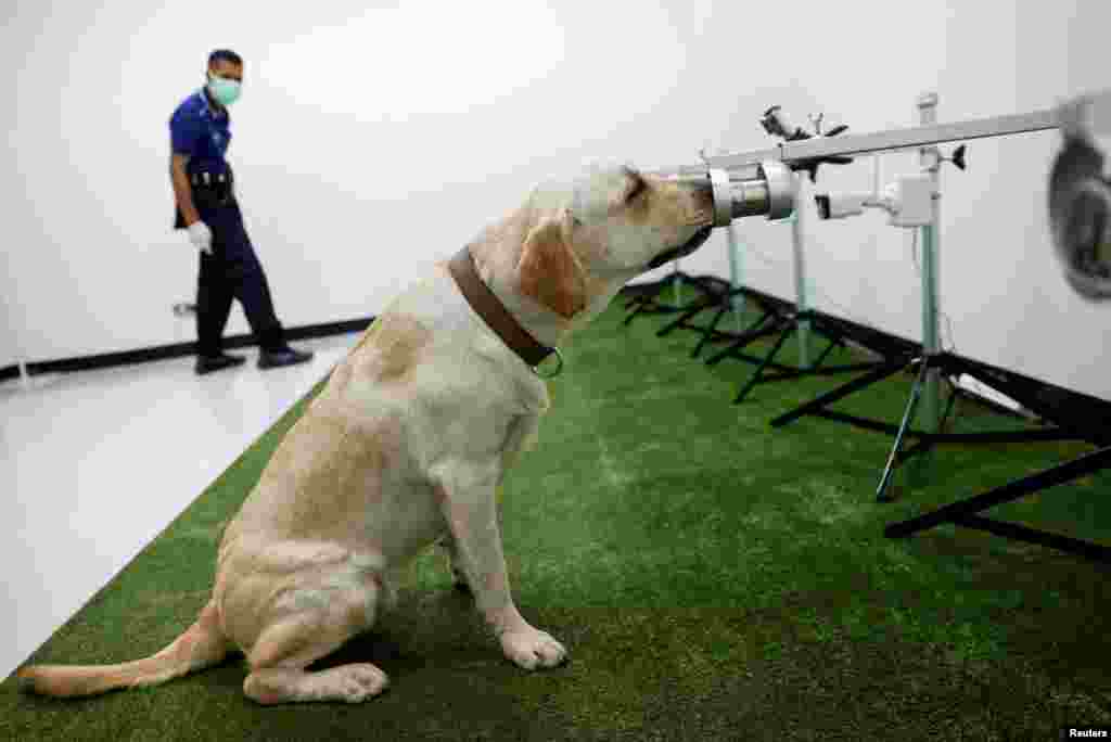 A dog that has been trained to sniff out the coronavirus disease screens a sweat sample at Chulalongkorn University, in Bangkok, Thailand.