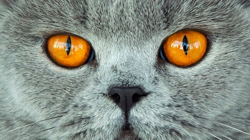 ‘When the Cat’s Away, the Mice Will Play!’