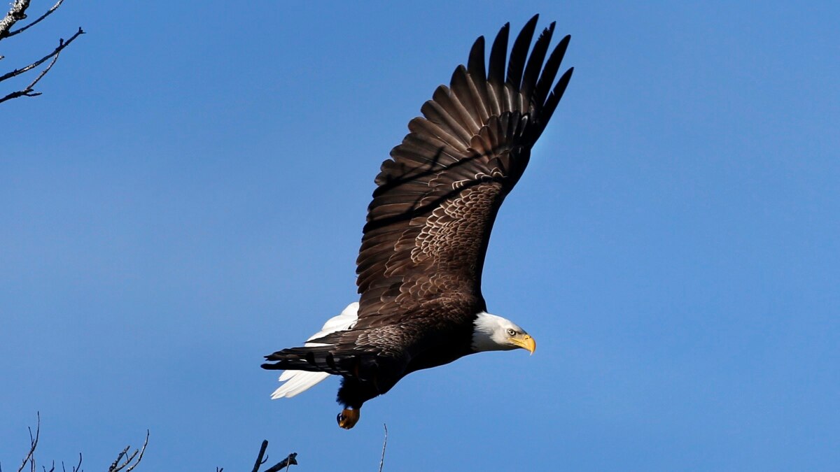 The Bald Eagle: Our National Bird - America Comes Alive