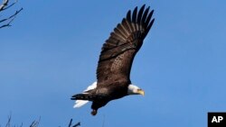 In this March 31, 2015 file photo, a bald eagle takes flight in Newcastle, Maine. (AP Photo/Robert F. Bukaty)