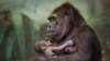 Un bébé gorille dans les bras de sa mère, à Moscou, le 4 août 2016.
