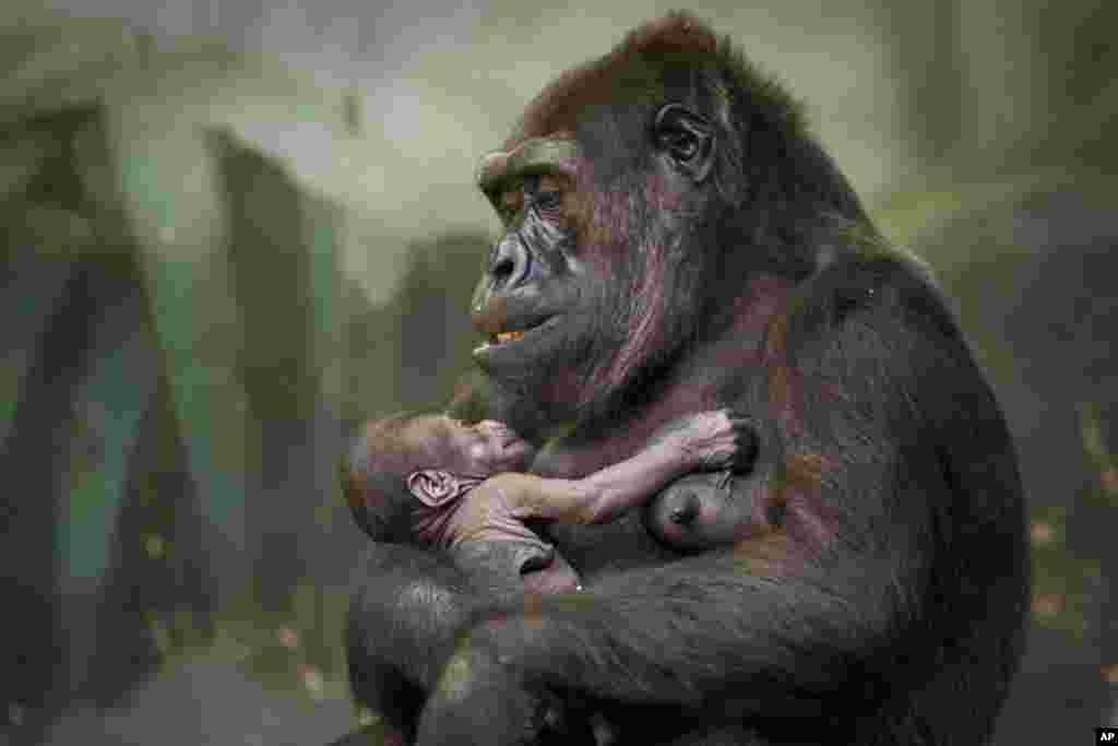 Gorilla Kira holds her baby at Moscow&#39;s zoo, Russia, August 4, 2016.