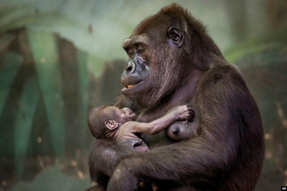 Gorilla Kira holds her baby at Moscow&#39;s zoo, Russia, Aug. 4, 2016.