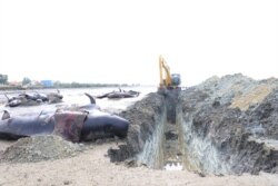 Alat berat menggali lubang untuk kuburan paus pilot yang terdampar di Bangkalan, Madura (Foto: Courtesy/BPSPL Denpasar)