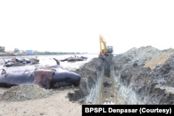 Alat berat menggali lubang untuk kuburan paus pilot yang terdampar di Bangkalan, Madura (Foto: Courtesy/BPSPL Denpasar)