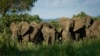 Perjuangan untuk Selamatkan Gajah-Gajah Afrika Alami Kemajuan