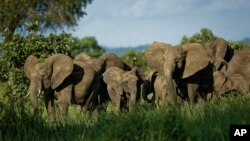 A herd of elephants form a protective circle against a perceived threat, just after one was shot with a tranquilizer dart during an operation to attach GPS tracking collars in Mikumi National Park, Tanzania, March 21, 2018. 